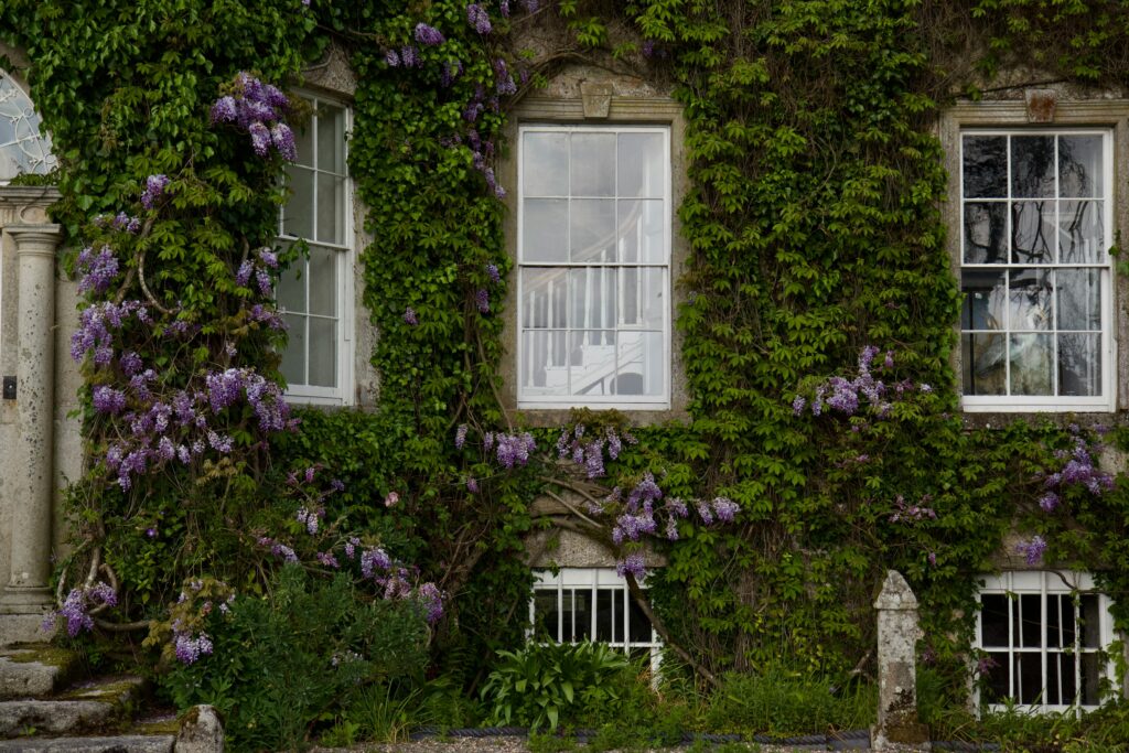 Wisteria in bloom on an old building