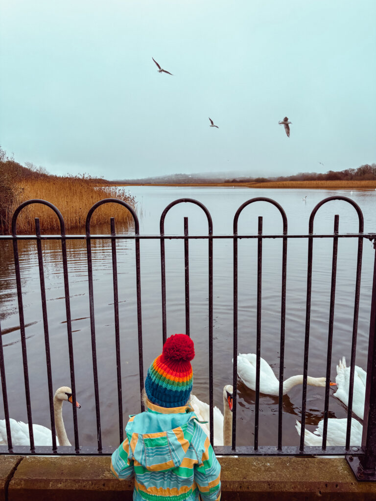 Child looking at swans in a lake