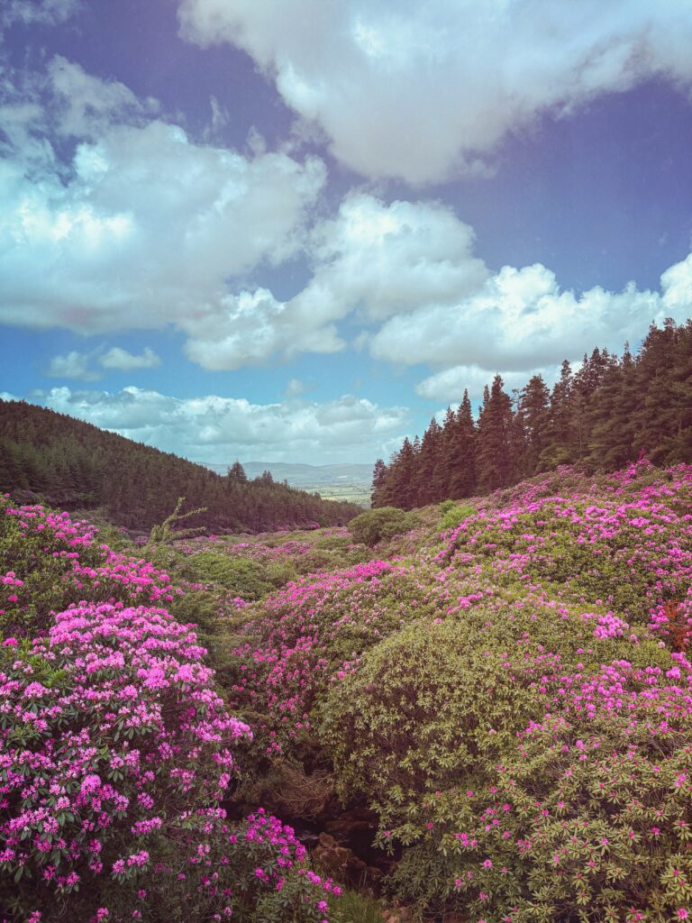 View of rhododendrons from Whitewall Bridge in The Vee
