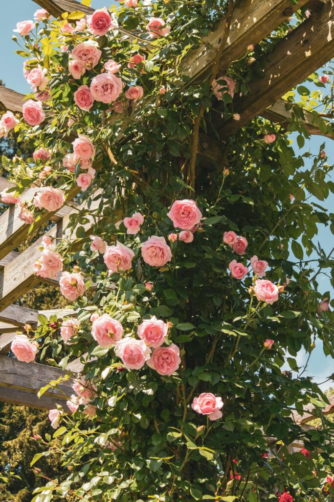 Pink climbing roses on a wooden trellis